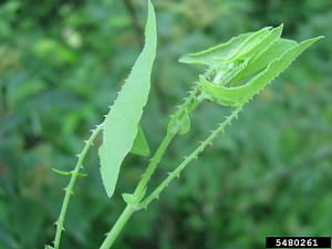 Mile-a-minute weed stonky a listy vykazující recurved ostny.