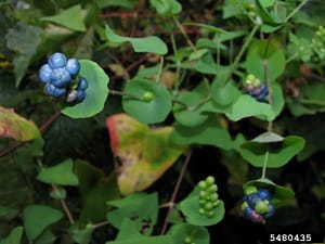 Mile-a-minute weed's spike of blue, pea-sized fruit.