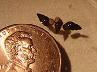 New Zealand Mud Snail New Zealand Mud Snail