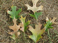 Oak Wilt Thumbnail Oak Wilt Thumbnail