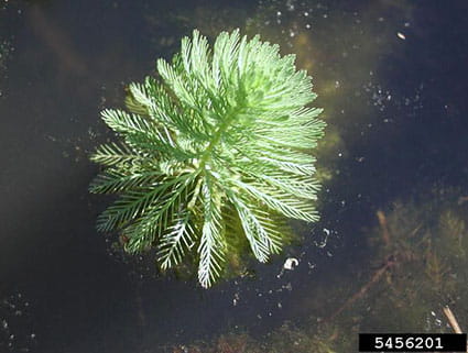 Invasive Species - Parrot Feather