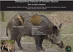 Russian boar features Russian boar features