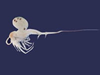 Spiny waterflea Spiny waterflea