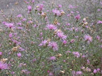 Spotted knapweed Spotted knapweed