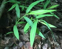 Japanese stiltgrass Japanese stiltgrass
