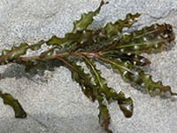 Curly-leaf Pondweed Curly-leaf Pondweed