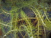 Eurasian Watermilfoil Eurasian Watermilfoil