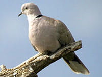 Eurasian Collared Dove Eurasian Collared Dove