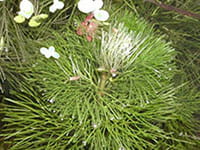 Fanwort Fanwort