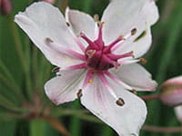 Flowering Rush Flowering Rush