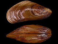 Golden Mussel Golden Mussel