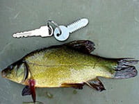 Tench Tench