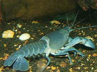 Yabby Yabby