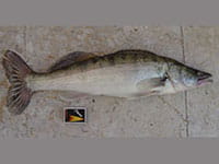 Zander