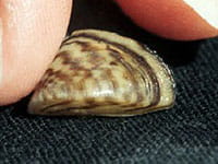 Zebra Mussel Zebra Mussel