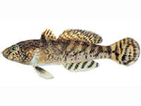 Tube Nose Goby Tube Nose Goby