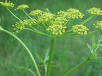 Wild parsnip Wild parsnip