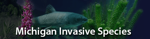 Invasive Species - Invasive Species 