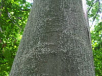 Image of Beech Bark Disease