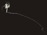 Fishhook waterflea Fishhook waterflea