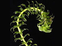 Hydrilla Hydrilla