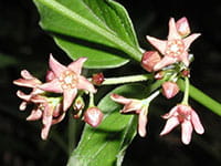 Pale swallowwort Pale swallowwort