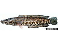 Snakehead Snakehead