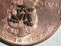 Thousand Cankers Disease Thousand Cankers Disease