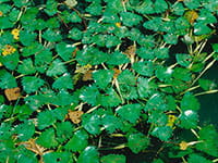 Water Chestnut Water Chestnut
