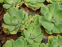 Water Lettuce Water Lettuce