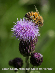 Sarah Scott, MSU Image of Honey bee on thistle flower