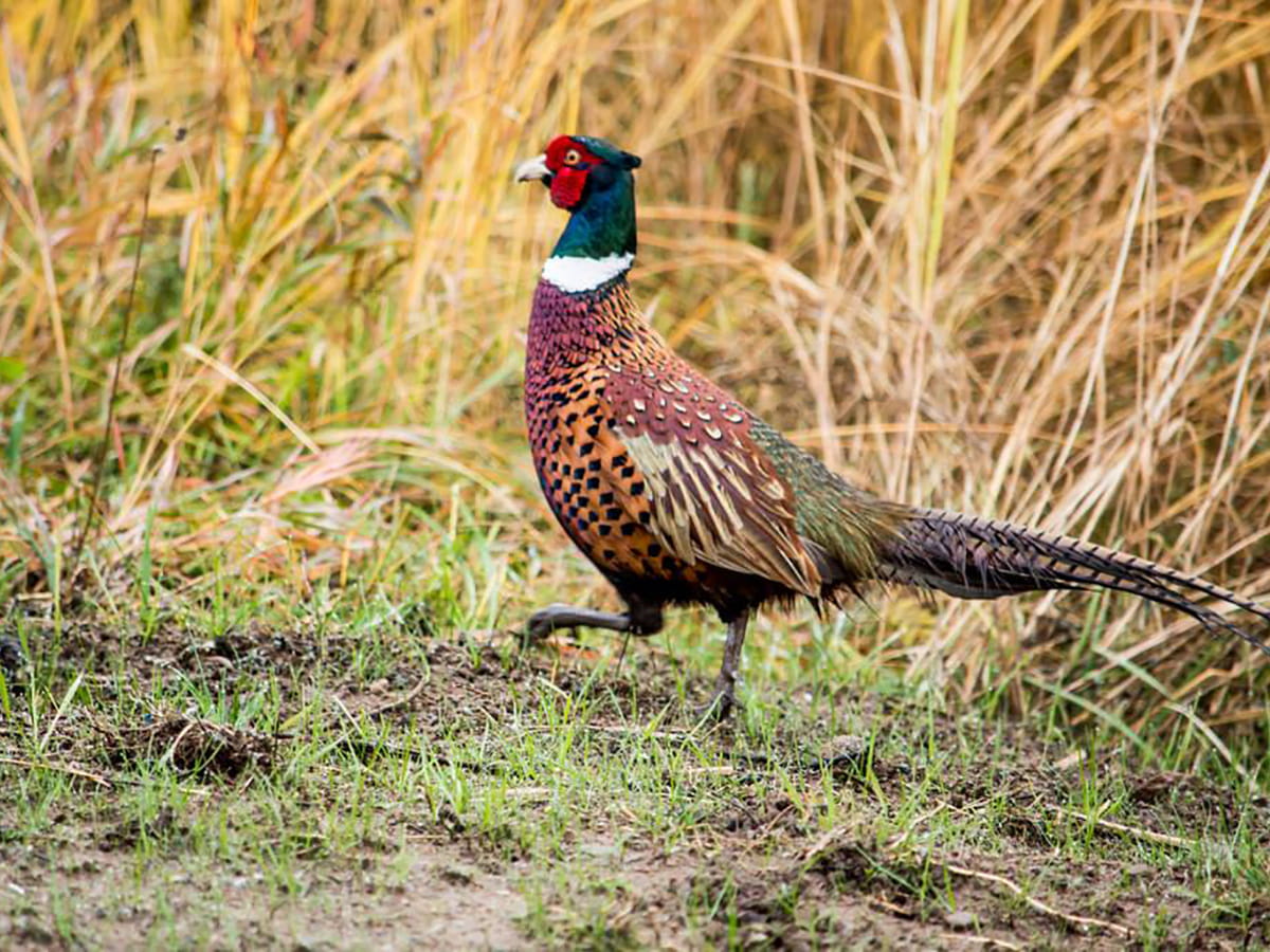 DNR Outdoor Adventure Center Pheasants in Detroit