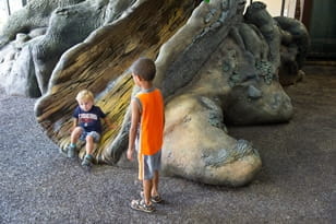 boy sliding down the big tree at the Outdoor Adventure Center while another boy looks on