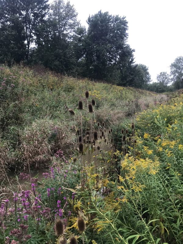Grassy area with a drain running through it