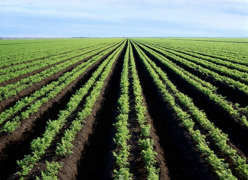 A vibrant green agricultural field with rich brown soil mixed with biosolids