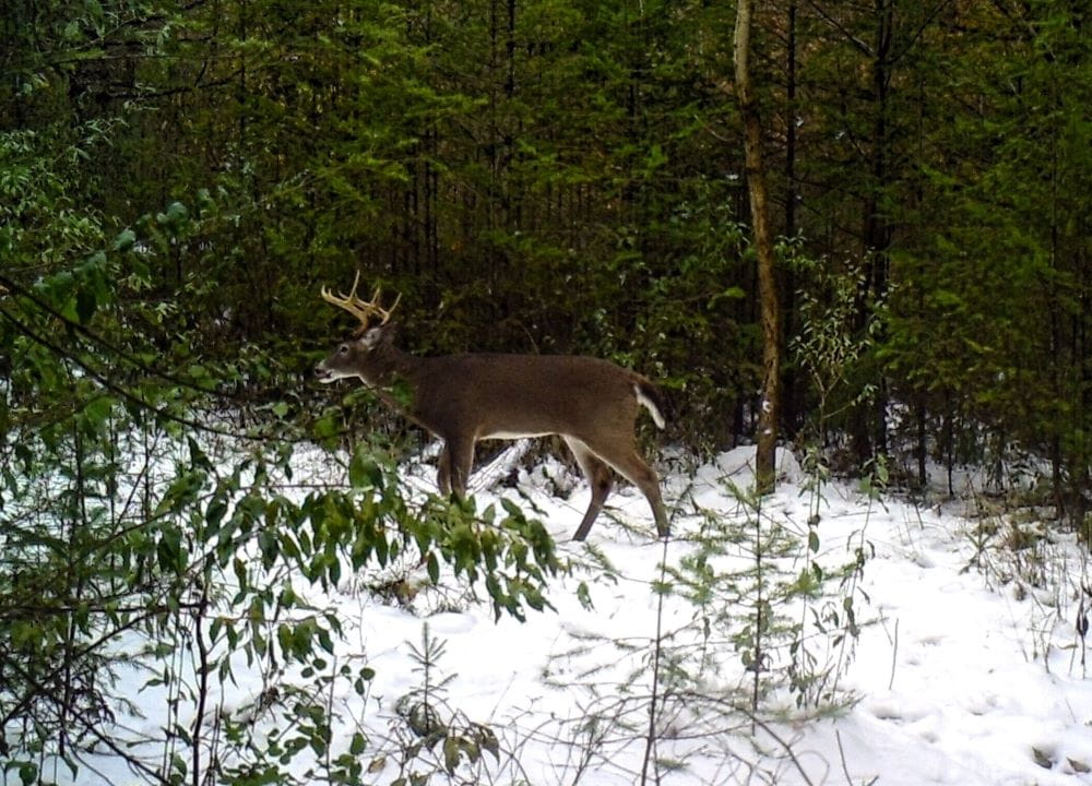 a deer walking through a snow covered forest
