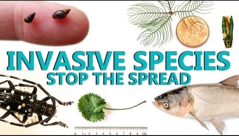 A video banner: Invasive Species - Stop the Spread.
