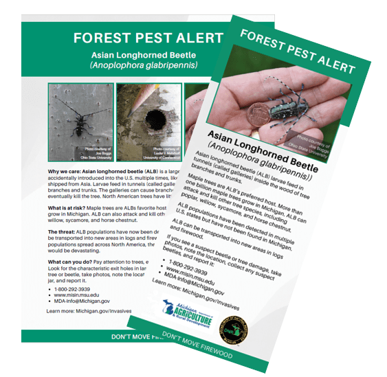 An image of the Forest Pest Alert sheet and rack card for Asian longhorned beetle.