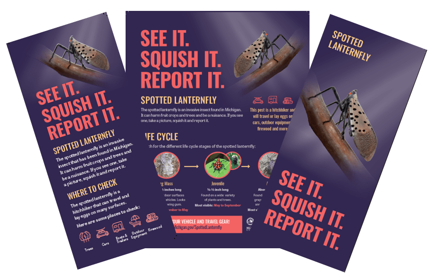 An image of the spotted lanternfly "See it. Squish it. Report it." rack card, poster and tri-fold brochure.