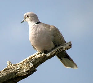Eurasian Collared Dove