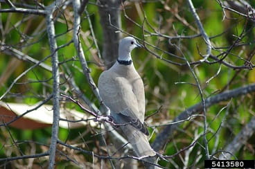 Eurasian collared dove