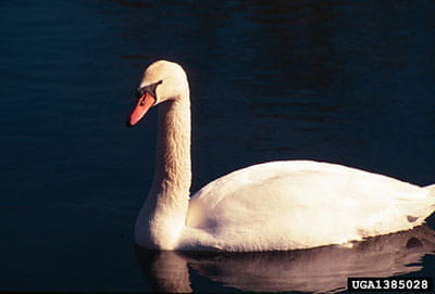 mute swan