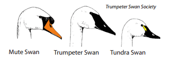 identifying mute swans