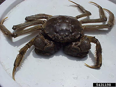 Top view of a brown Chinese mitten crab.