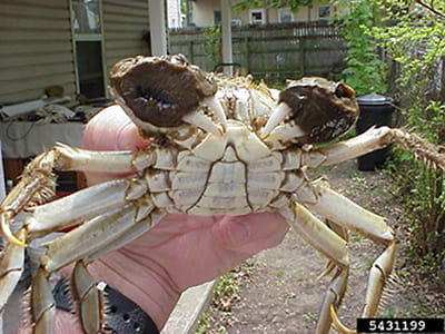 A hand holding a mitten crab by the shell to show the underside of the crab and its hairy brown claws.