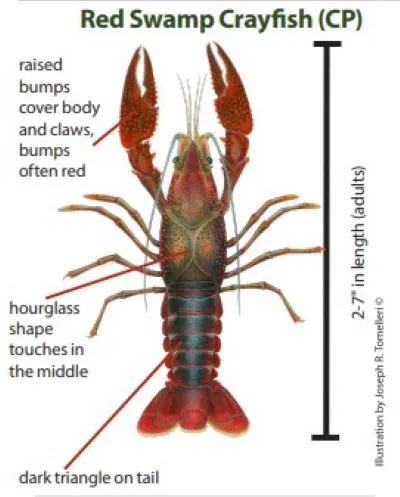 An infographic with an illustration of a red swamp crayfish and descriptions of identifying characteristics.