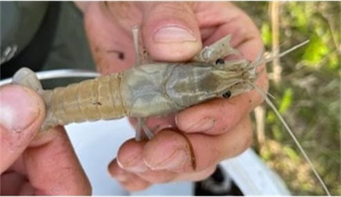 Hands holding a white-colored red swamp crayfish.
