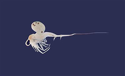 A single, white spiny waterflea against a blue background.