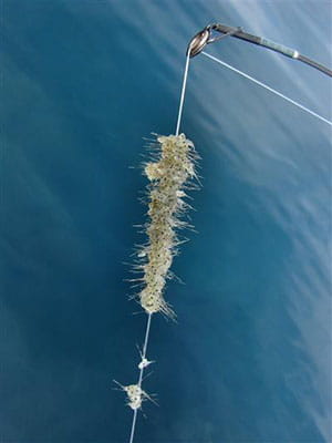 The line on a fishing pole is covered by a mass of spiny waterfleas.