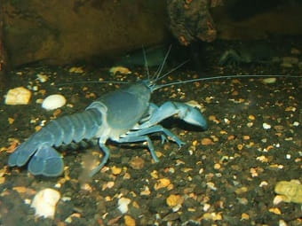 yabby crayfish